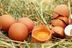 Цена на яйца в Украине упала почти на треть с начала года